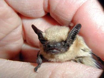western pipistrelle Small bat with blonde body and brown face and ears held in a biologist's hand