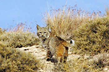 Mammals - Death Valley National Park (U.S. National Park Service)