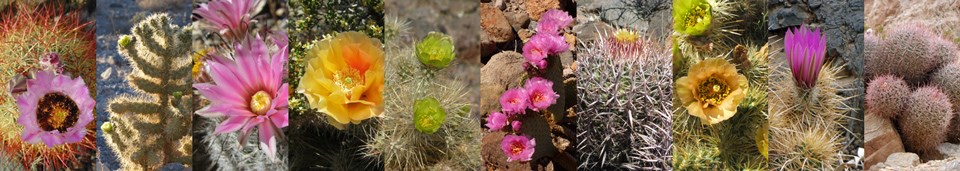 Cactus with pink, orange, yellow, and green blooms Cactus with pink, orange, yellow, and green blooms