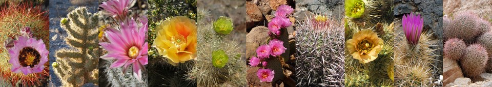 Cactus with pink, orange, yellow, and green blooms