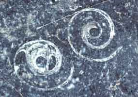 lt= gastropod fossils