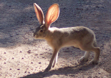 Jackrabbit with large ears.