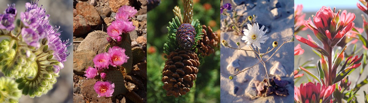 purple phaceilia, pink bloomed beavertail cactus, Great Basin bristlecone pine cone, white flower in sand, red desert paintbrush