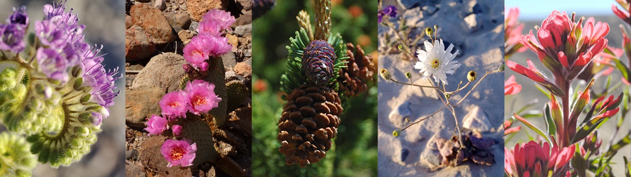 Death Valley plants purple phaceilia, pink bloomed beavertail cactus, Great Basin bristlecone pine cone, white flower in sand, red desert paintbrush