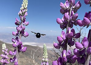 Grape Soda Lupine flusters of pea shaped purplish flowers and a large black bee