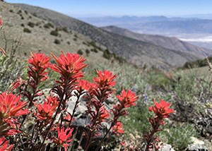 red clusters of flowers in mountain scenery