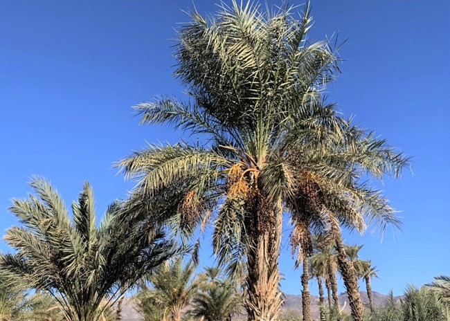 palm trees and a blue sky