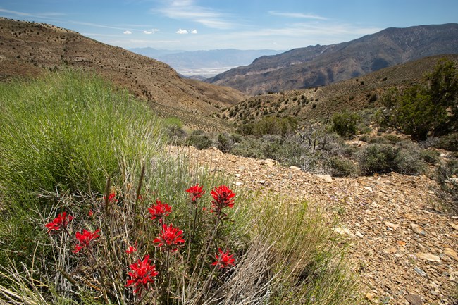 Red flowers in the corner, leading to a distant view down a desert canyon to the desert valley floor.