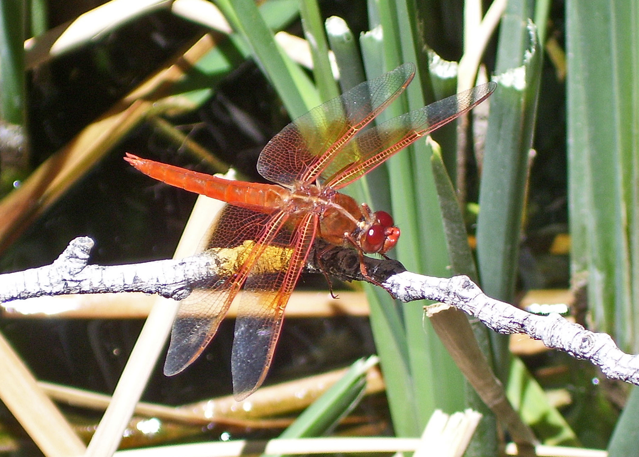 02 5x7 Red Dragonfly China Garden Spring