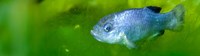 This photograph showcases an underwater scene with two prominently featured fish against a vibrant green backdrop of aquatic moss or algae. One fish is in the foreground, centrally located, while the other is in the background, slightly obscured.