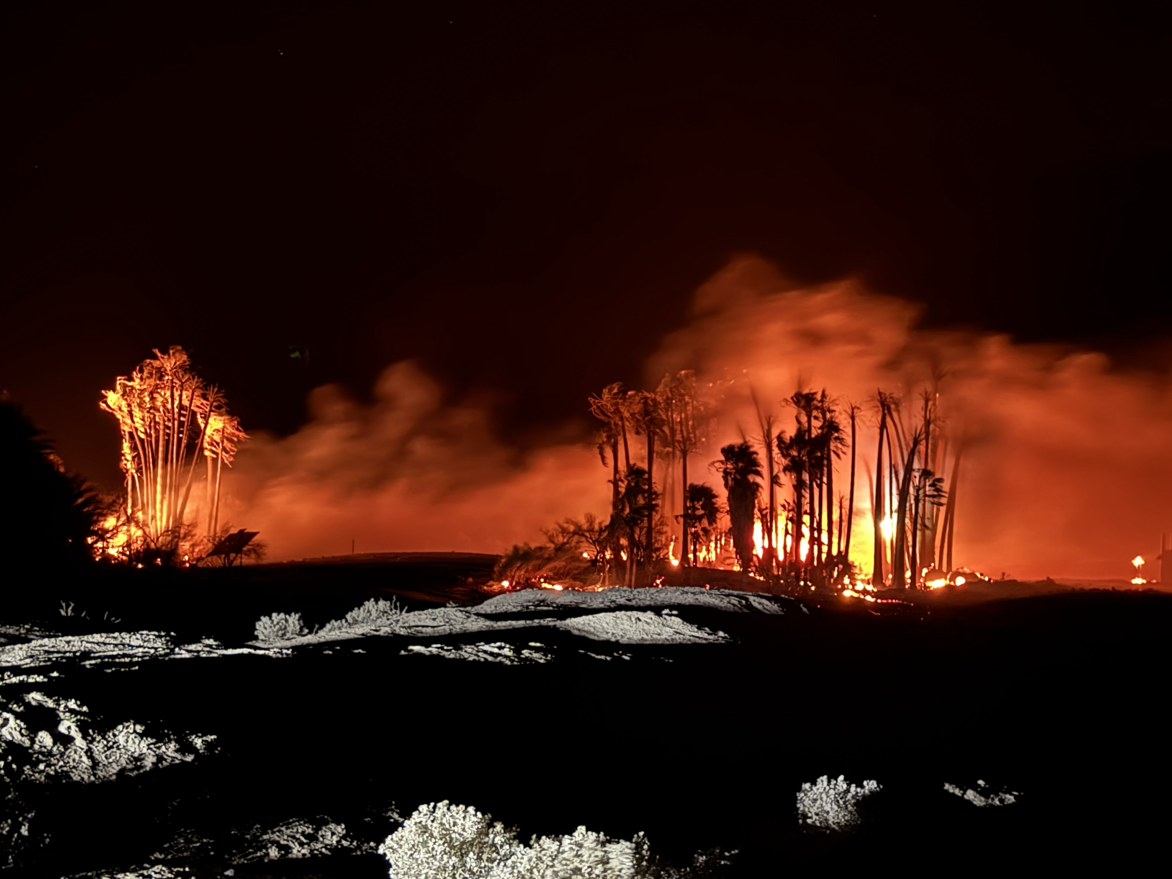 Yellow flames and orange glow surround palm trees. Some shrubs appear almost white in the foreground.