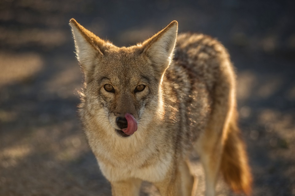A coyote licks its lips while looking at the camera.