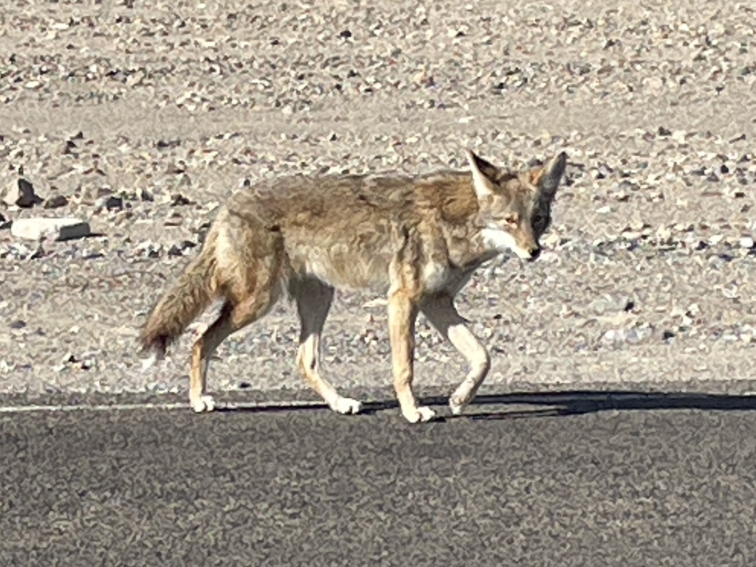 A coyote looks at the camera while walking on an asphalt road.