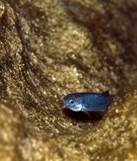 A bright blue fish that resembles a guppy is surrounded by algae.