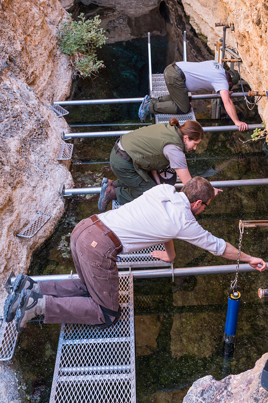 Multi-agency staff counting Devils Hole pupfish over the shallow shelf of Devils Hole.  Note how staff are communicating about fish moving from one section to another.  SCUBA counters were underwater counting fish at the same time.