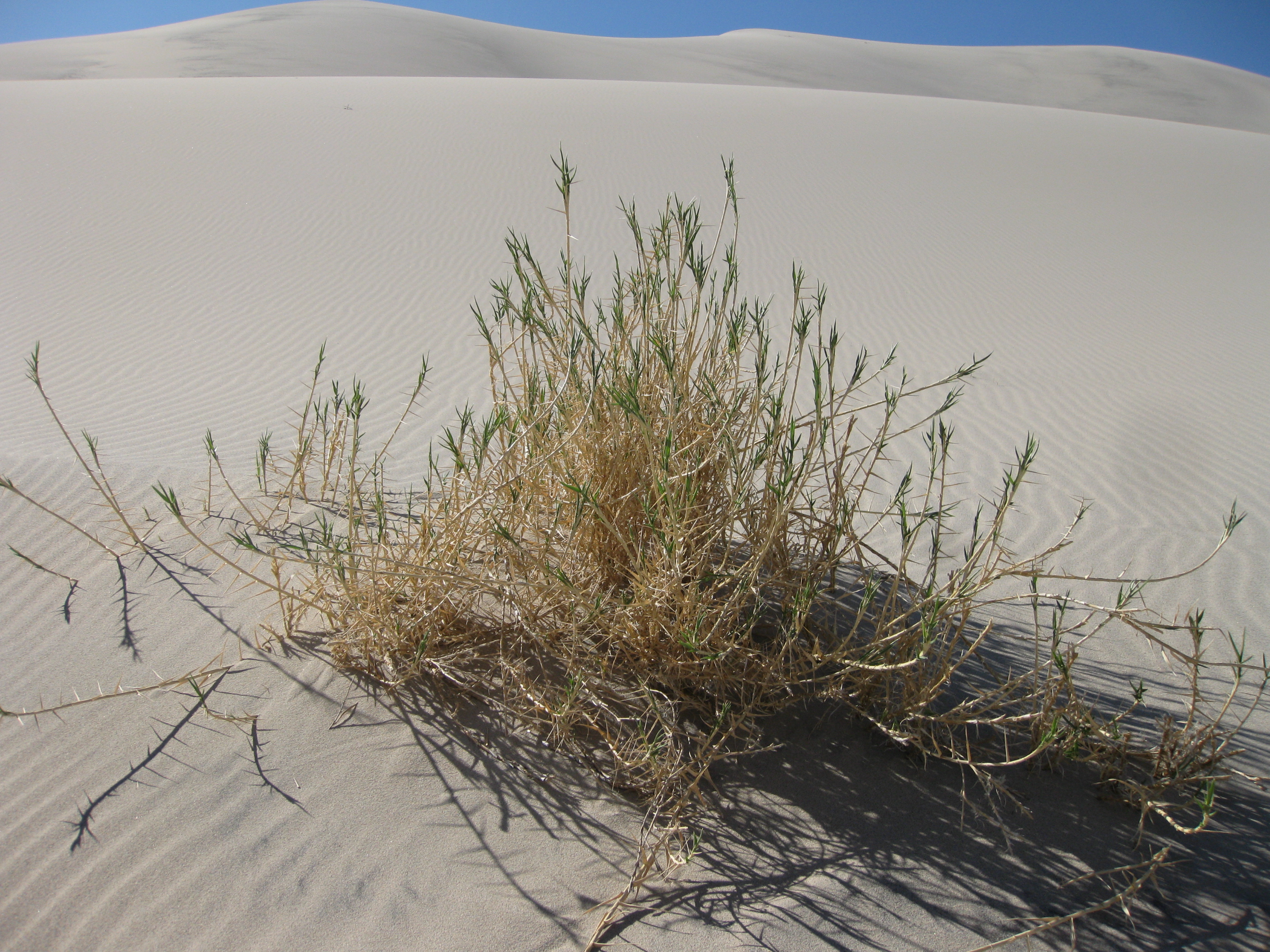 Grass grows in a bunch, about 2 feet across, 1 foot tall, surrounded by nothing but white sand.