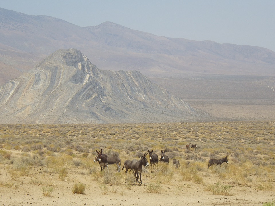 A group of brown burros stand in an open valley with low shrubs. The triangular Striped Butte is visible behind them.