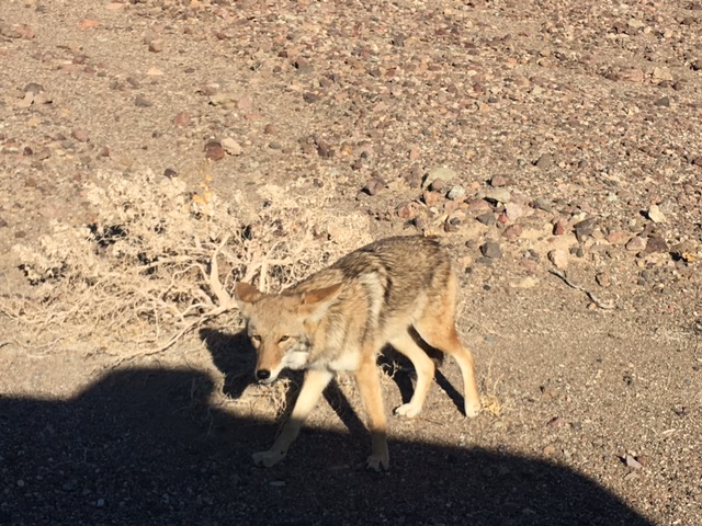 A coyote walks in the shadow of a vehicle.