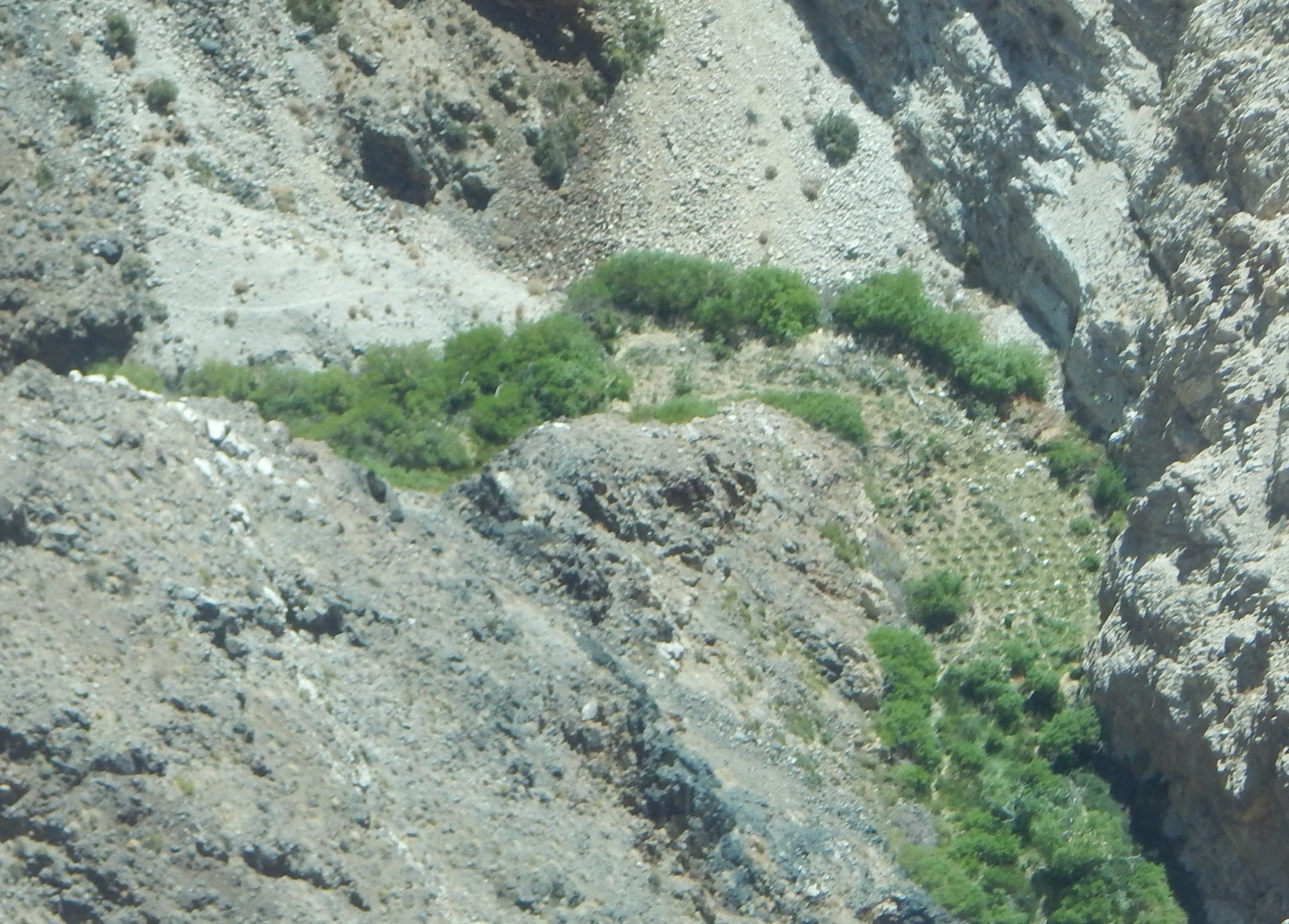 Photo taken from an airplane looking straight down. Drab-colored desert slopes surround a strip of bright green plants, including evenly spaced green dots.