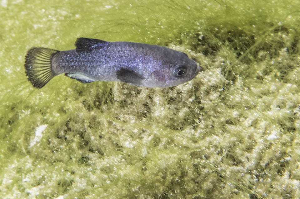 A male Devils Hole pupfish swims over algae.  The fish is blue and slightly more than an inch long.