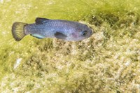 A male Devils Hole pupfish swims over algae.  The fish is blue and slightly more than an inch long.