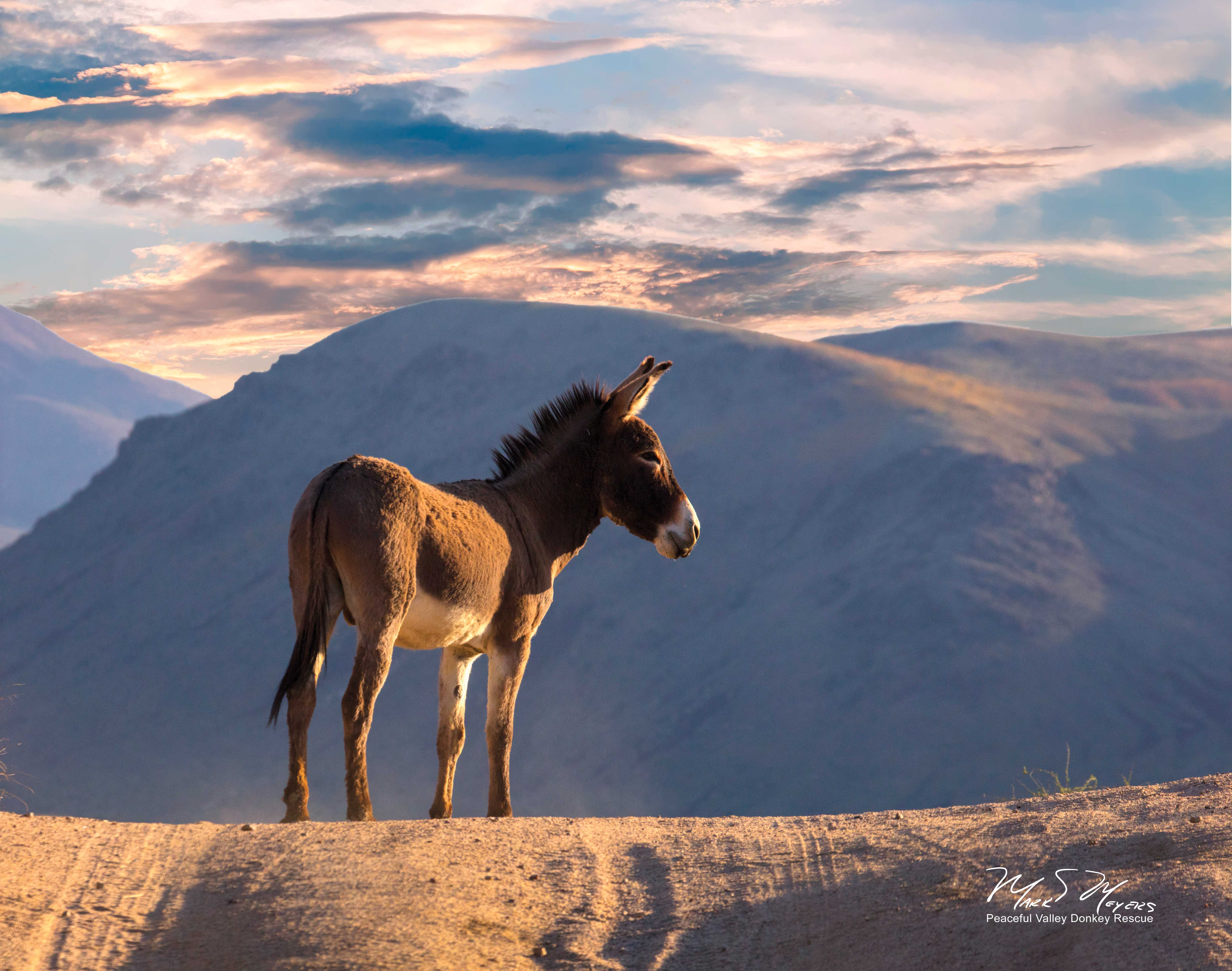 A burro stands atop a hill with a sunset sky.