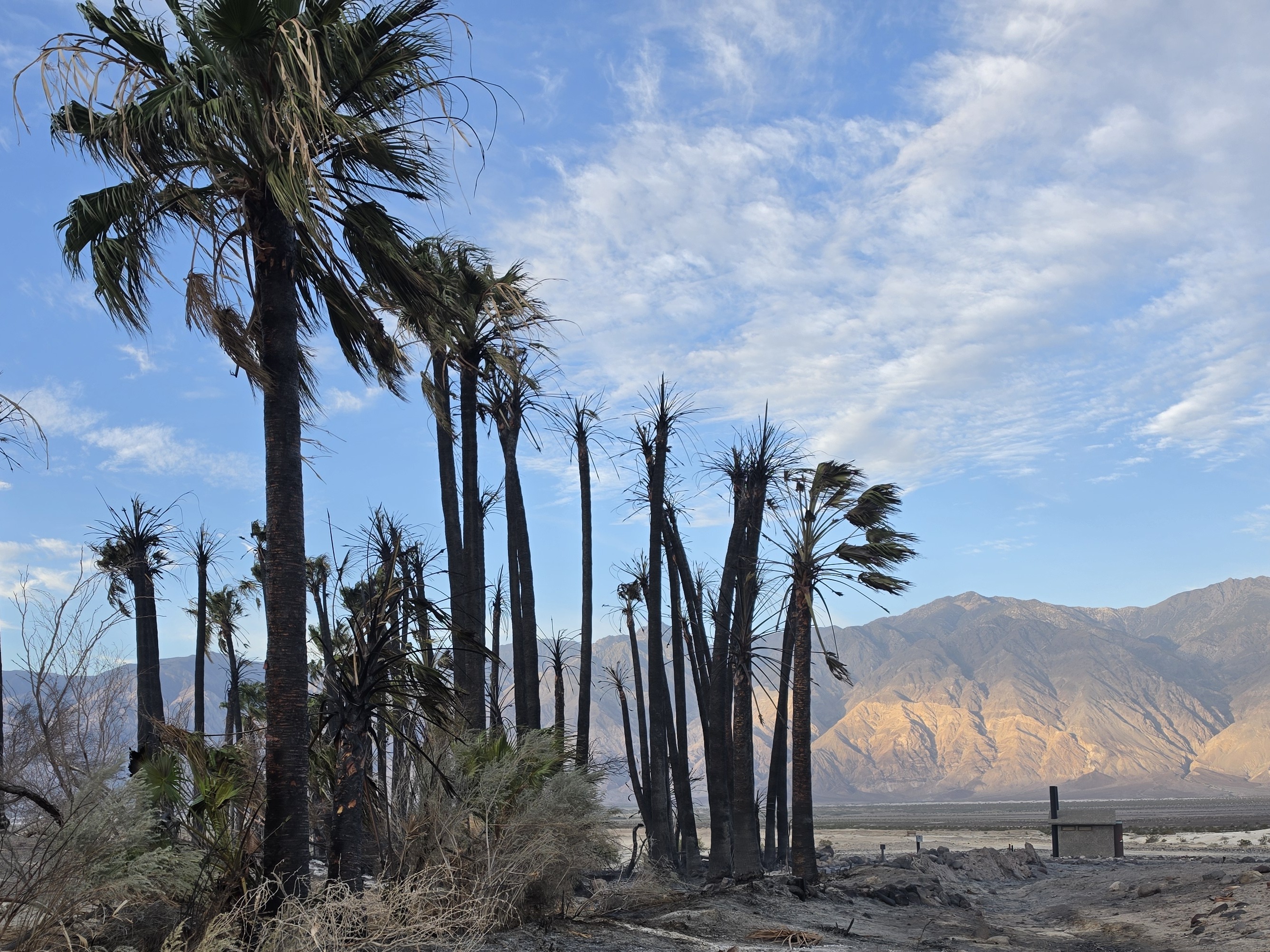 Wildfire-scorched palm trees with blackened trunks and sparse, scraggly fronds stand in a grove against a desert landscape.