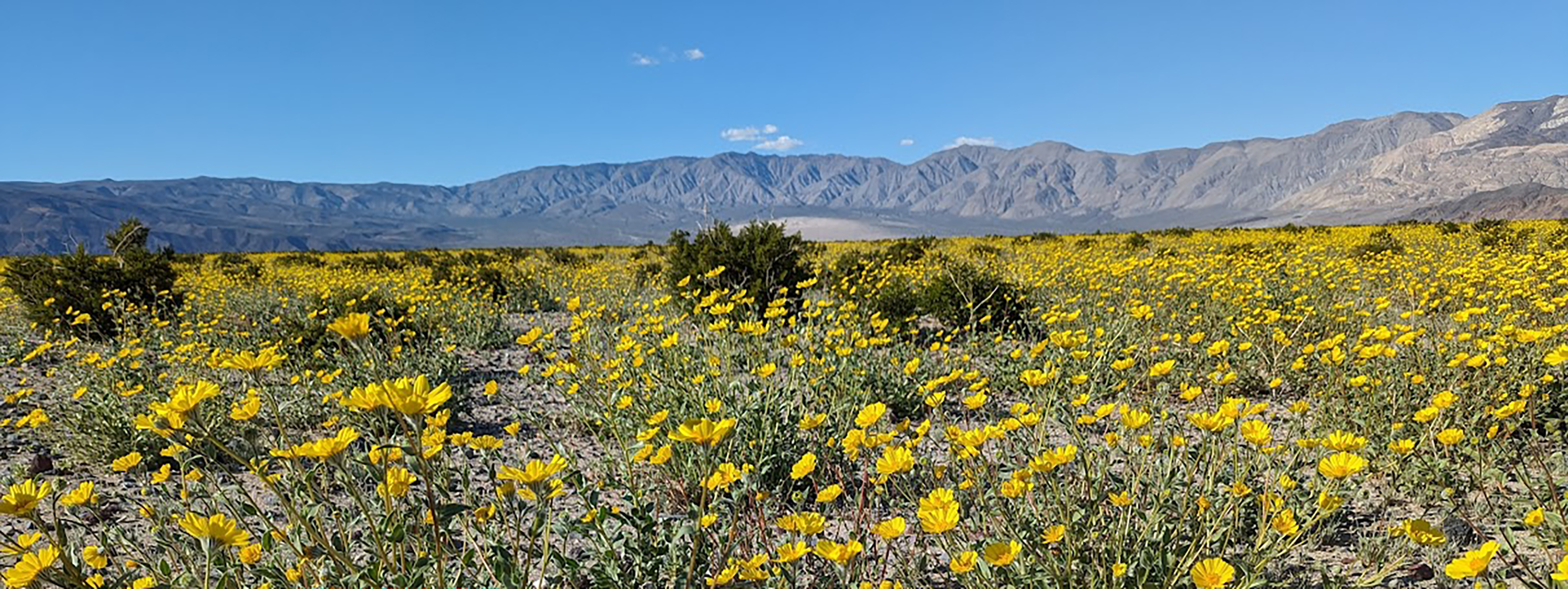 Bright yellow flowers with long green stems cover the desert floor with mountains in the background.