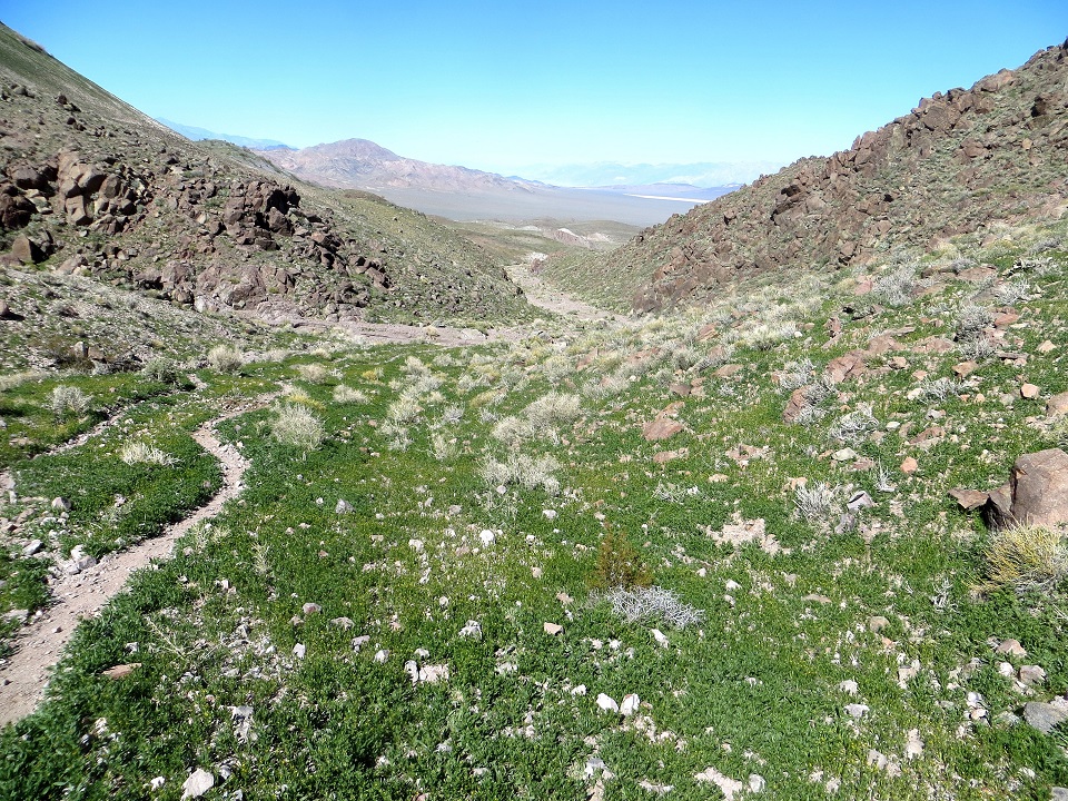 Photograph of the Quail Mountains. Bright green low vegetation is shown between rounded desert hills.