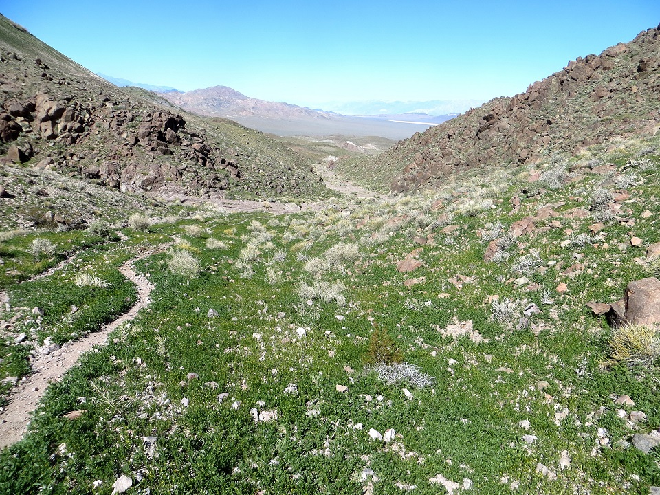 Quail Mountains Photograph of the Quail Mountains. Bright green low vegetation is shown between rounded desert hills.