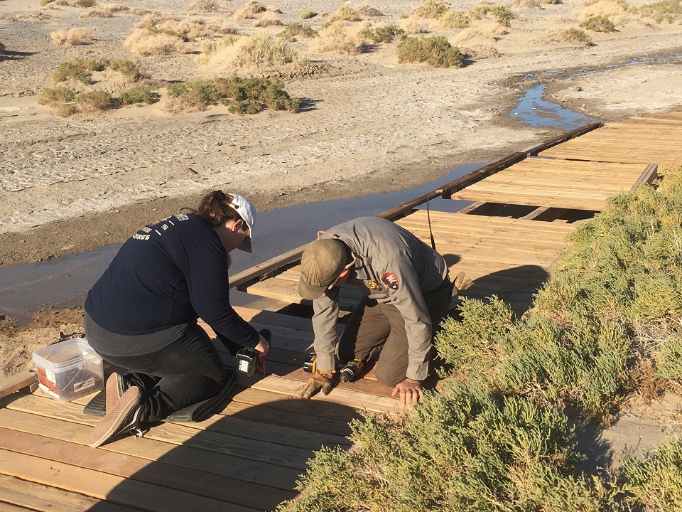 A woman and man kneel on Salt Creek boardwalk to operate a power screwdriver. A trickle of water is seen to the left and bright green pickleweed on the right.