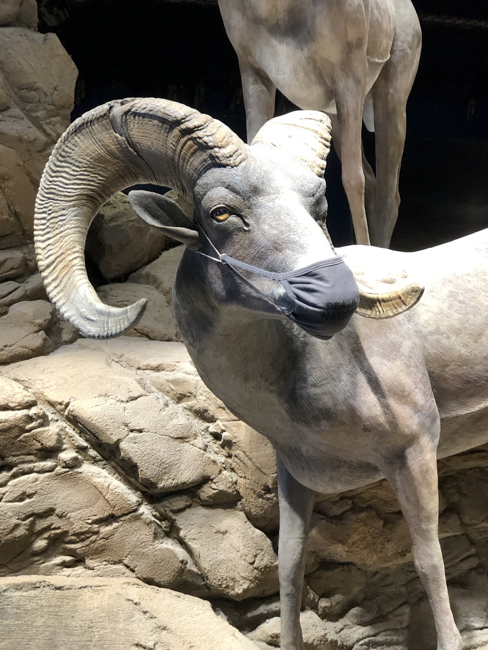 The front half of a bighorn sheep statue is seen, including front legs, head, and curving horns. It is wearing a gray face covering over its nose and mouth.