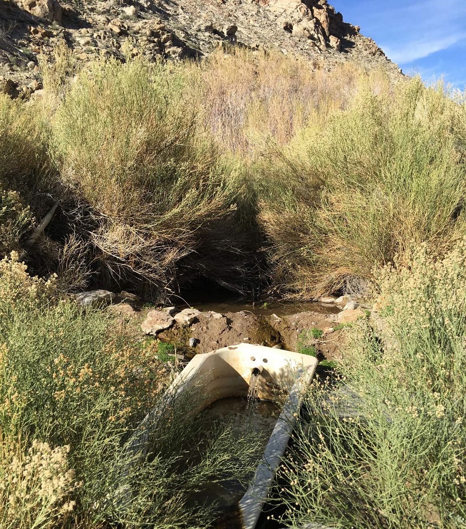 A bathtub is set in among bright green bushes at Sourdough Spring. The sparser surrounding desert is visible in the background.
