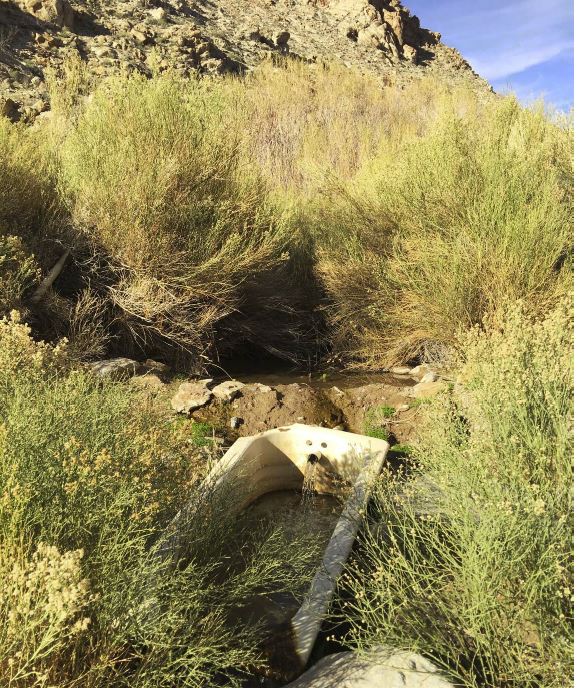 A bathtub has water flowing into it from Sourdough Spring, surrounded by vegetation.