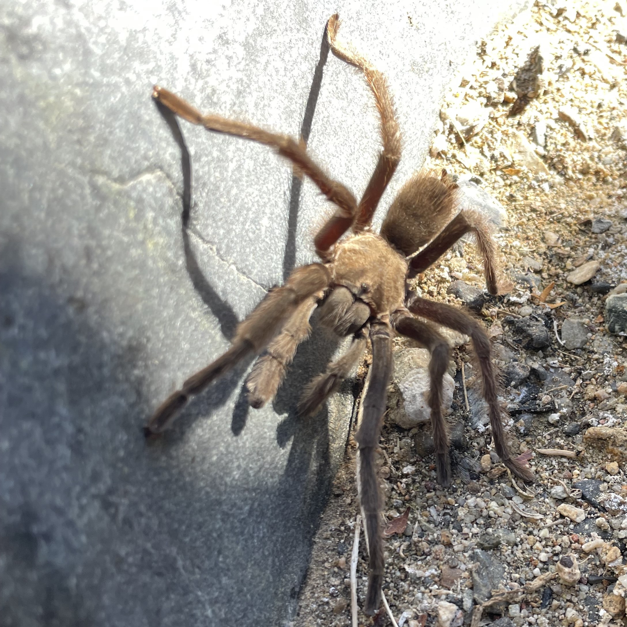 A brown hairy spider with seven legs straddles a rock wall and gravel ground.