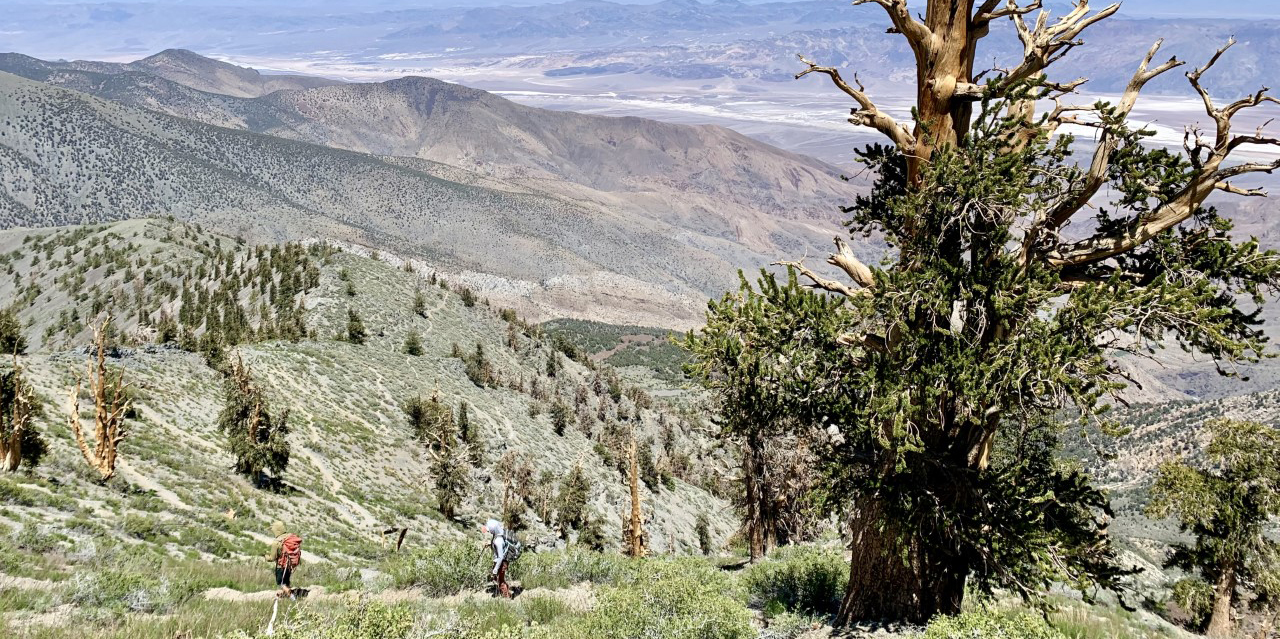 Bristlecone Pine in the front right of the frame with mountain landscape down to valley floor.