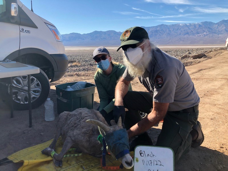 Two people wearing face masks kneel on a yellow tarp behind a bighorn sheep with a blue cover over its eyes.