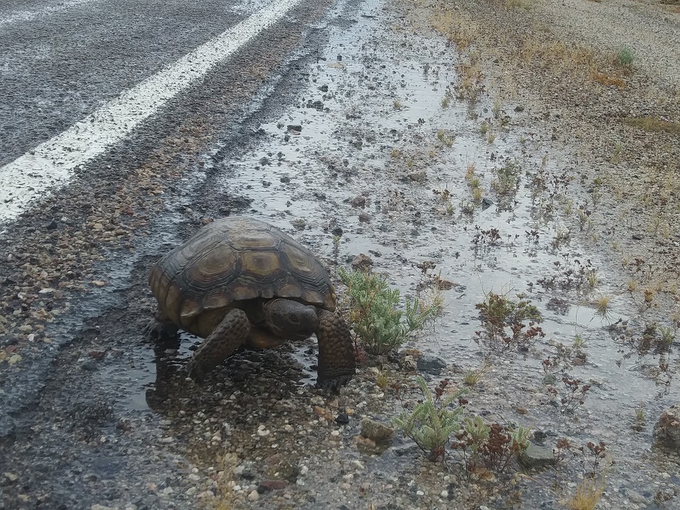 desert tortoise in the rain1 A desert tortoise is crossing the road in the rain.