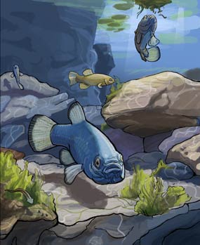 Devils Hole Pupfish