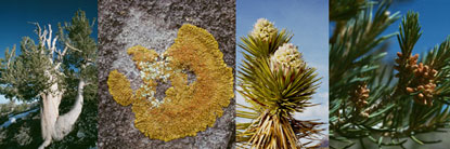 Death Valley Plants