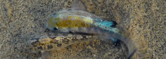 pupfish