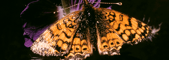 butterfly