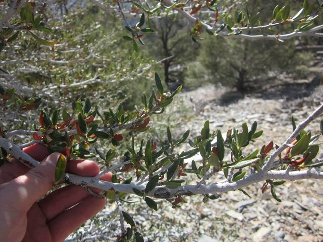 A hand bends back a branch in order to identify the species of tree.