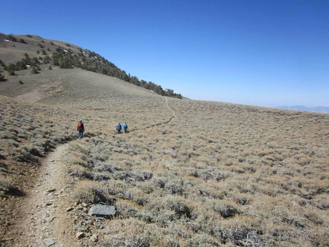 Three hikers walk up a winding alpine trail toward some trees.