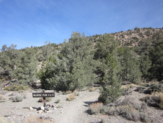 A sign at a trailhead points the way through the trees to Wildrose Peak located 4.2 miles away.