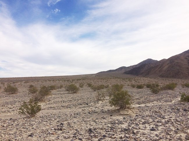 A steep alluvial fan dotted with green creosote bushes.