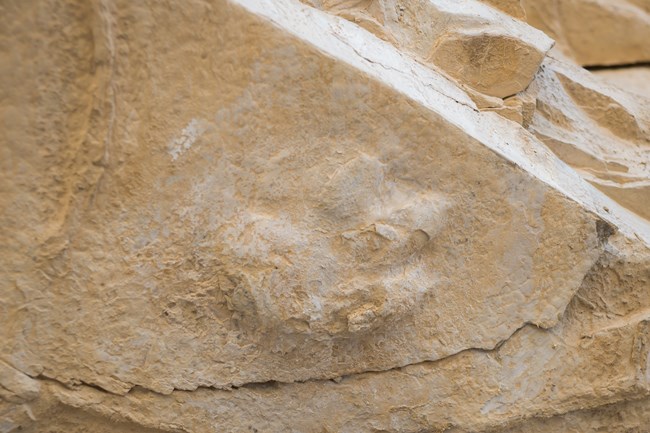 Fossilized footprint in canyon wall