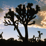 Joshua Tree