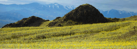 Spectacular springtime wildflower displays are rare occurances in Death Valley. Spectacular springtime wildflower displays are rare occurances in Death Valley.