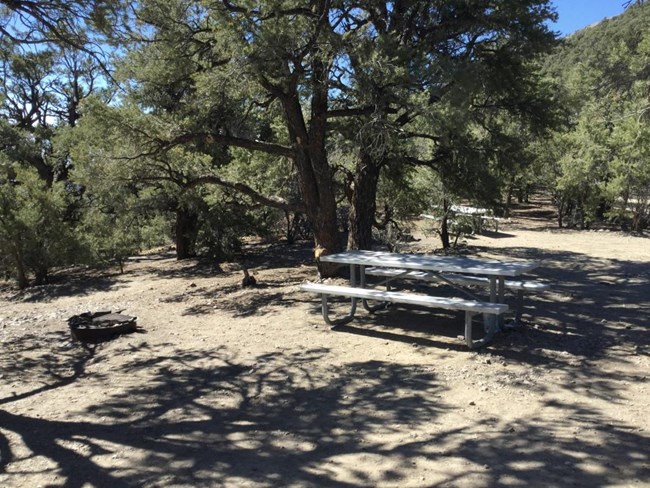 A campsite in the trees with a picnic table and firepit.